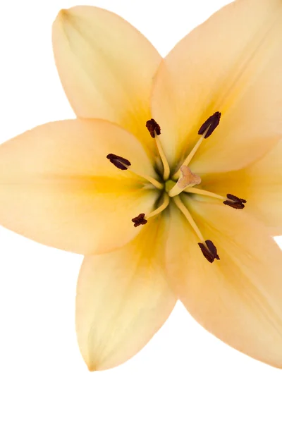 Closed up shot of lily — Stock Photo, Image