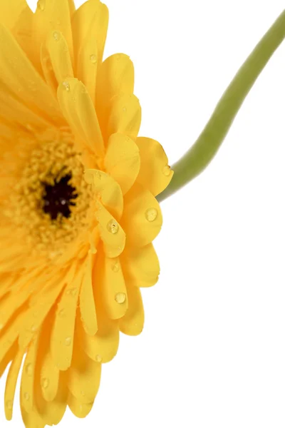 Gerber Daisy Ordförande — Stockfoto