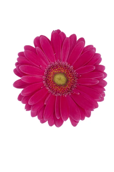 Hoofd van roze daisy — Stockfoto