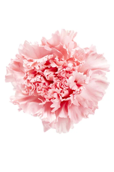 Macro shot of pink carnation — Stock Photo, Image