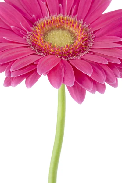 Macro shot of pink daisy — Stock Photo, Image