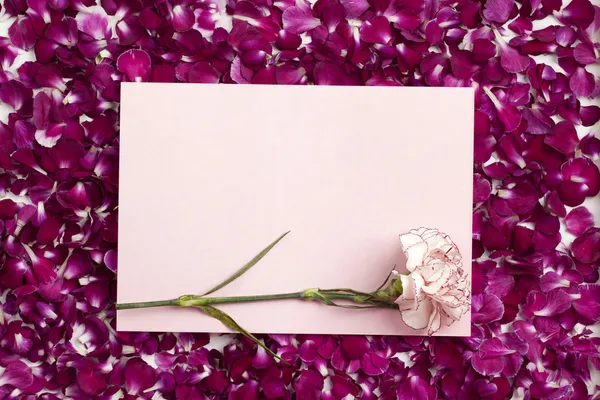 Cravo rosa e cartão cercado de pétalas — Fotografia de Stock