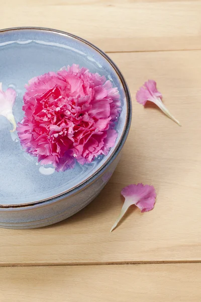 Pink carnation in bowl of water — Stock Photo, Image