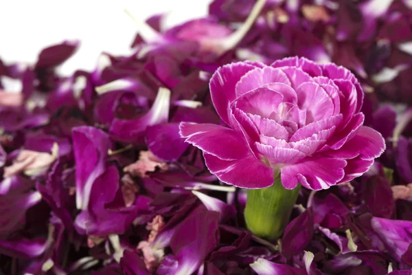 Clavel rosa aislado sobre pétalos de flores —  Fotos de Stock