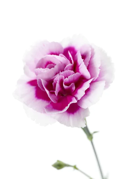Pink carnation staande op een witte achtergrond — Stockfoto