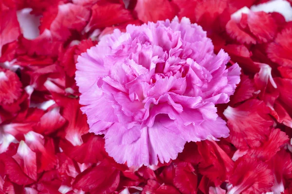 Clavel rosa rodeado de pétalos rojos —  Fotos de Stock