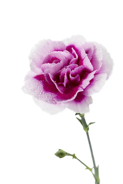 Pink carnation with water drops on the petal — Stock Photo, Image