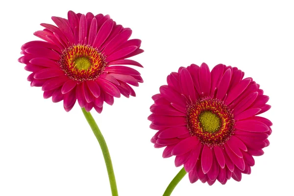Рожевий ромашка квіти — стокове фото