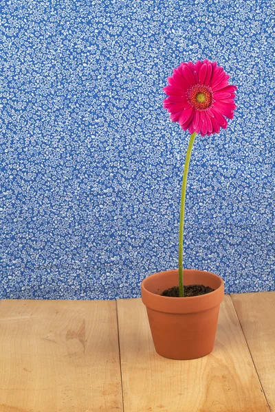 在花盆中的粉色雏菊 — 图库照片