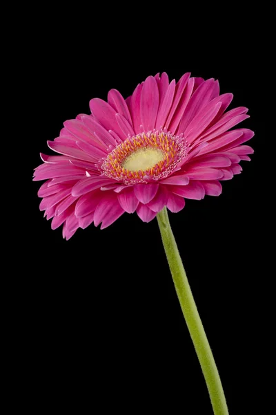Pink daisy on dark — Stock Photo, Image