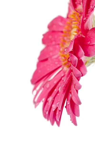 Vista lateral margarida rosa — Fotografia de Stock
