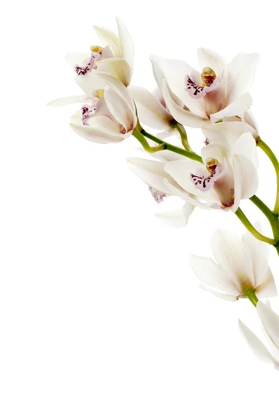Orquídeas rosadas sobre un fondo blanco — Foto de Stock