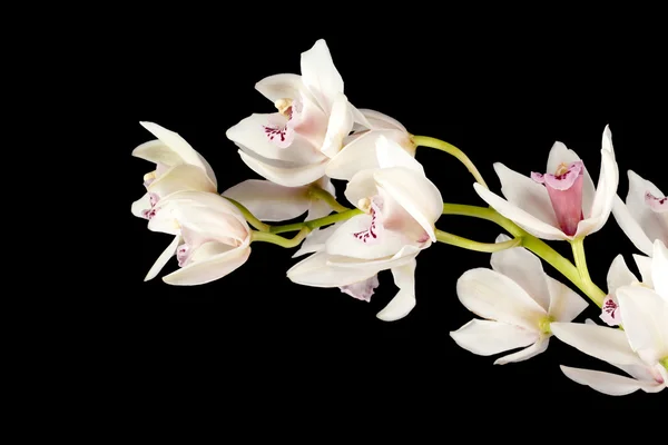 Orquídeas rosadas sobre el fondo oscuro — Foto de Stock