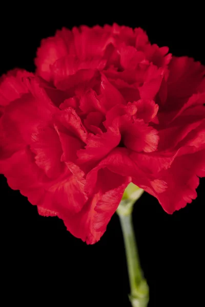 Rode carnation bloem — Stockfoto