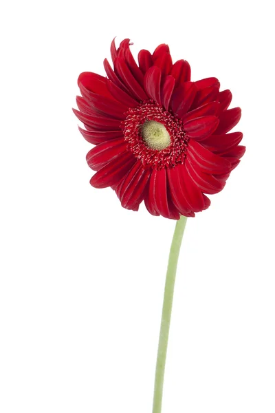 Червоний ромашки квітка — стокове фото