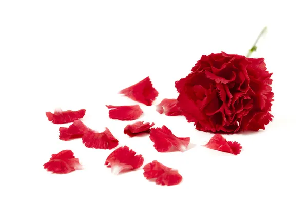 Red flower and flower petals — Stock Photo, Image