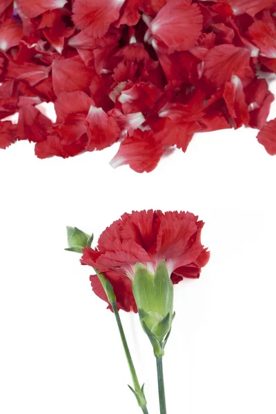 Red petals and flower on white — Stock Photo, Image