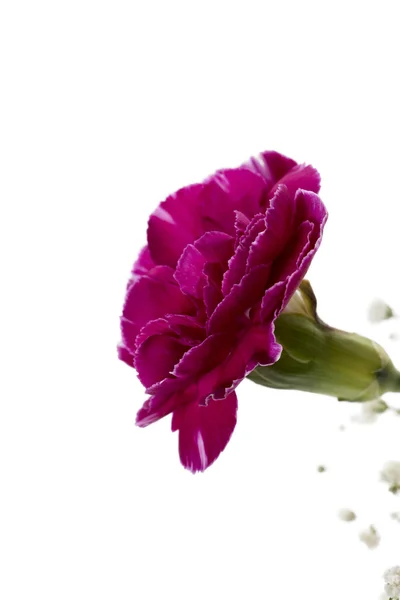 Side view image of the carnation head — Stock Photo, Image