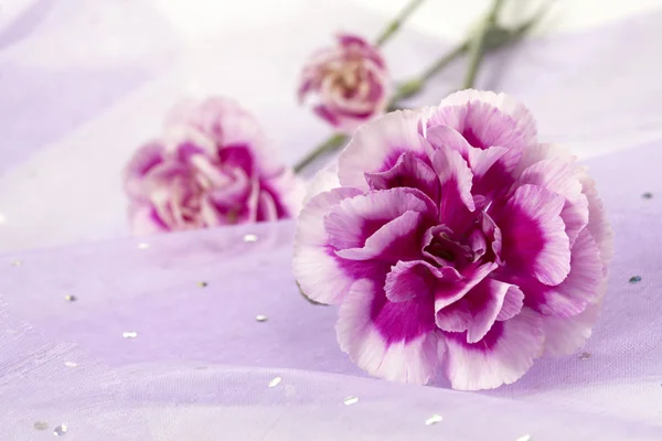 Três flores de cravo rosa — Fotografia de Stock