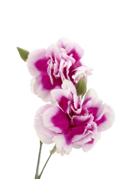 Two pink carnation — Stock Photo, Image