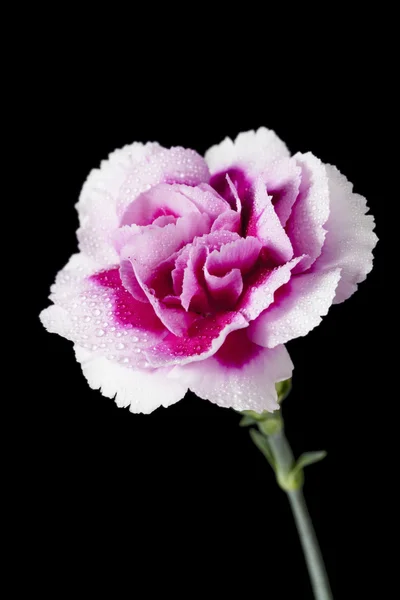 Natte roze bloemen op donkere achtergrond — Stockfoto