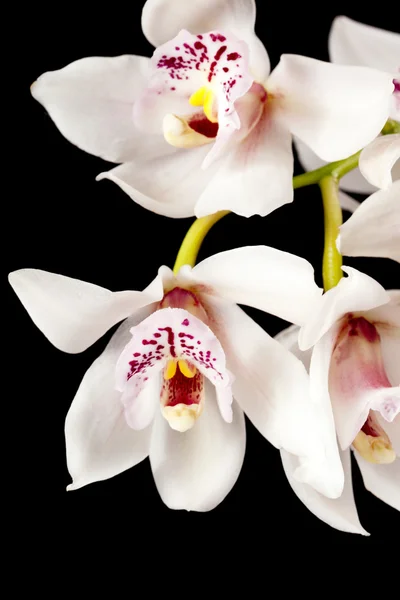 White cymbidium orchid flowers — Stock Photo, Image