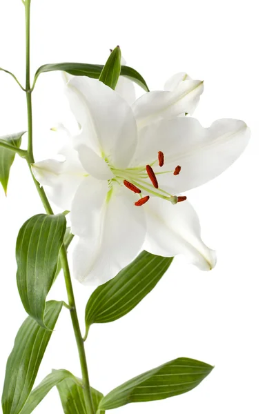 Flor de tulipán blanco — Foto de Stock