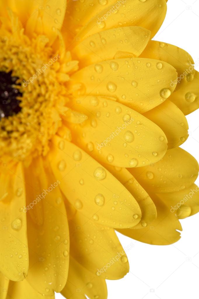 cropped image of yellow flower