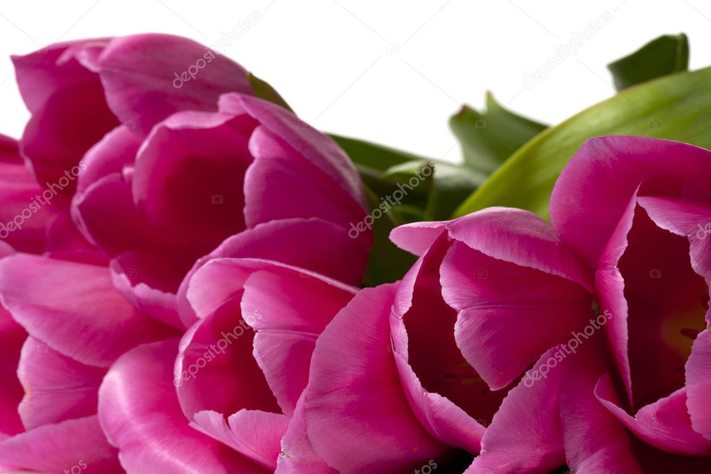 cropped image of pink flowers