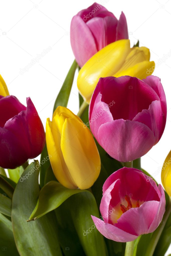 pink and yellow tulip flowers
