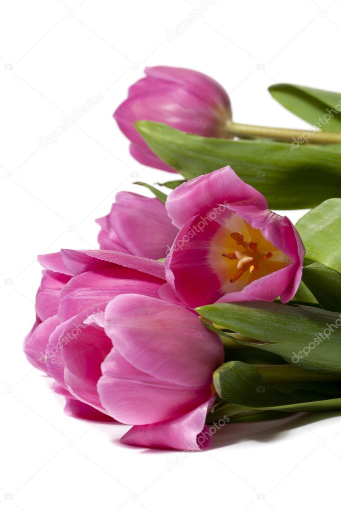 pink flowers in vertical image