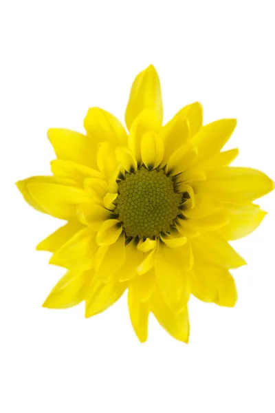 Yellow perennial daisy — Stock Photo, Image