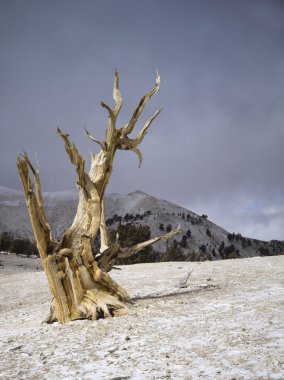 Bristlecone forrest
