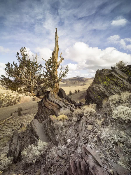 572 pinheiros de bristlecone (pinus longaeva ) — Fotografia de Stock