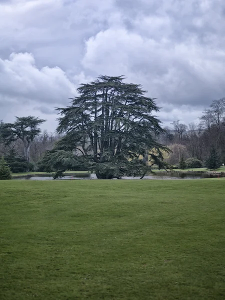 Pole z drzewa w tle w Anglii cotswolds — Zdjęcie stockowe