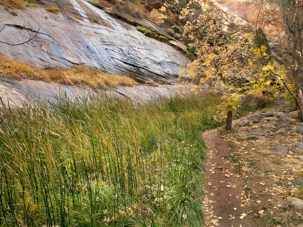 Rocky vegetation — Stock Photo, Image