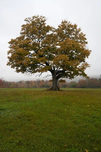 Arbre dans un champ herbeux — Photo