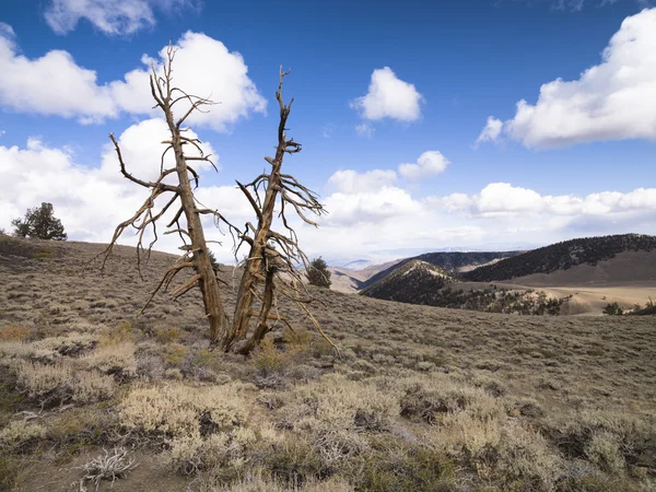 Vista de un árbol desnudo —  Fotos de Stock