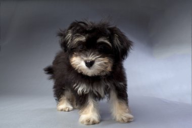 meraklı havanese köpek yavrusu