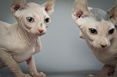 Elf kedi yakın çekim