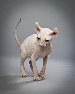elf kedi yürüyüş