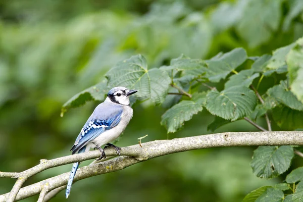 Bluejay bird perched in the tree — Stock Photo, Image
