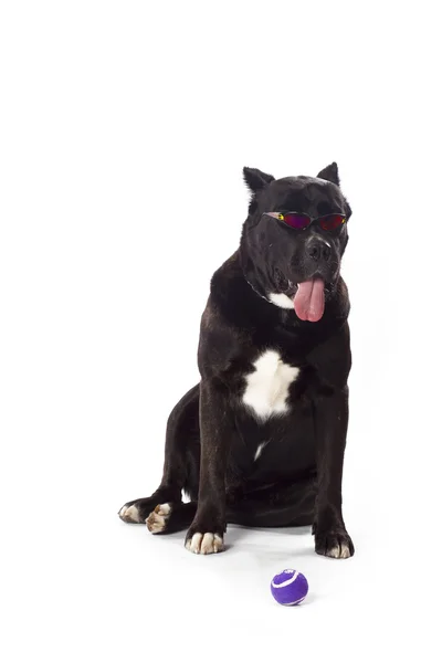 Cane corso and tennis ball — Stock Photo, Image