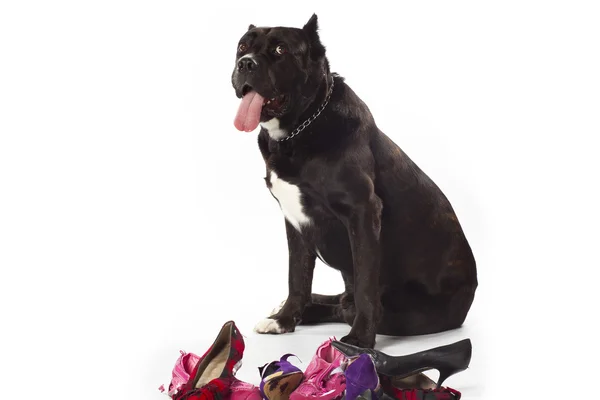 Cane corso miluje boty — Stock fotografie