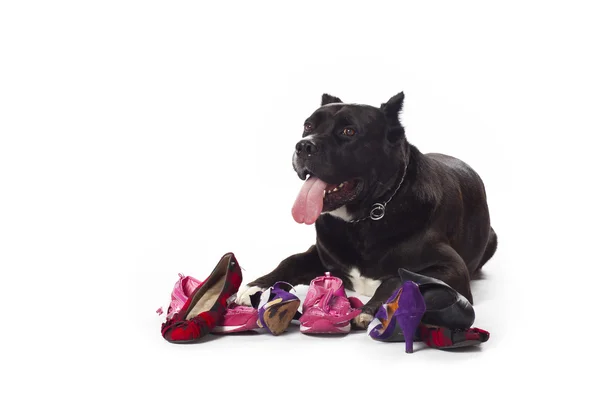 Cane corso ling with shoes — стоковое фото