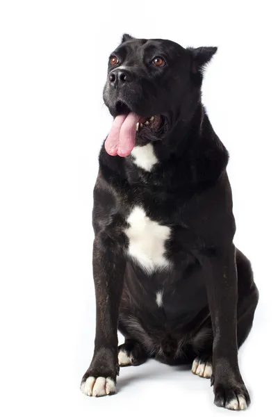 Cane corso flämtande — Stockfoto