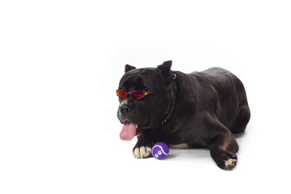 Cool hond cursus — Stockfoto