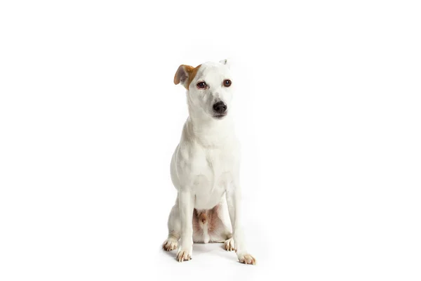 Cute jack russell — Stock Photo, Image