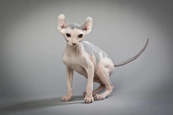 Gato sin pelo en gris — Foto de Stock