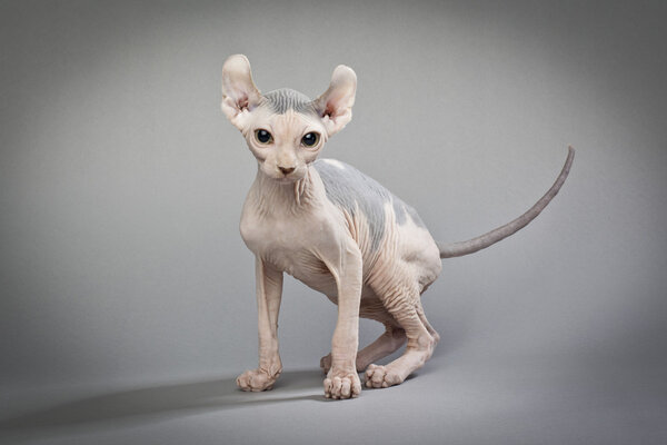 hairless cat on grey